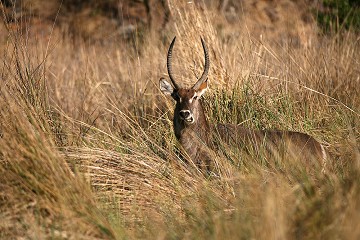 Kobus Ellipsiprymnus - Cobo Dall'Ellisse - South Africa