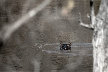 Hippopotamus Amphibius - Ippopotamo - South Africa