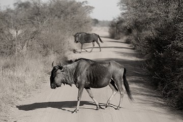 Connochaetes Taurinus - Gnu blu o coda nera - South Africa