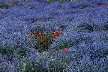 Luberon - Provence