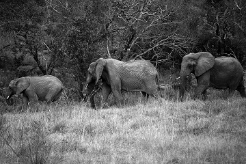 Loxodonta Africana - South Africa