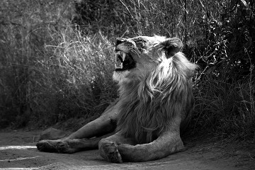 Panthera Leo - South Africa