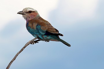 Lilac-breasted Rolle - Ghiandaia marina pettolilla - Namib