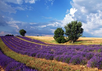 Valensole - France