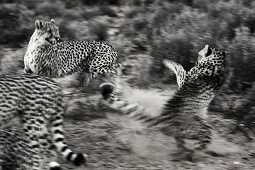 Panthera Pardus - South Africa