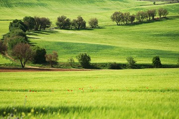 Mancha - Spain