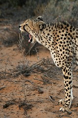 Panthera Pardus - South Africa