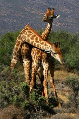 Giraffa Camelopardalis - South Africa