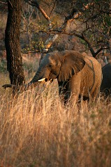 Loxodonta Africana - South Africa