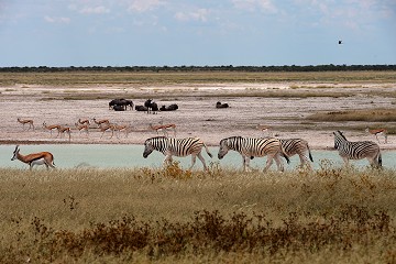 Pan - Etosha - Namib