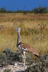 Ardeotis Kori, Kori Bustard - Namib