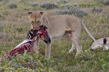 Panthera Leo - Namib