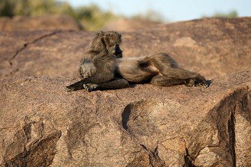 Babbuini - South Africa